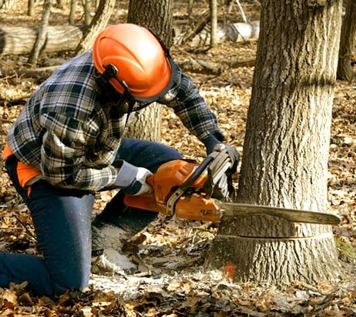 Tree Removal in Harriet, AR